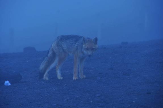 Um lobo nos observa, a 4.500 metros de altitude, no Cotopaxi, no Equador